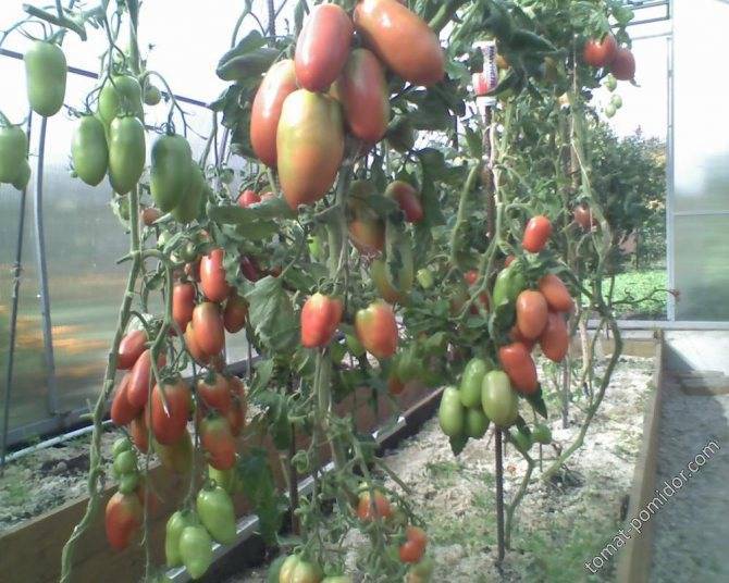 Описание сорта томата каспар, его характеристика и урожайность