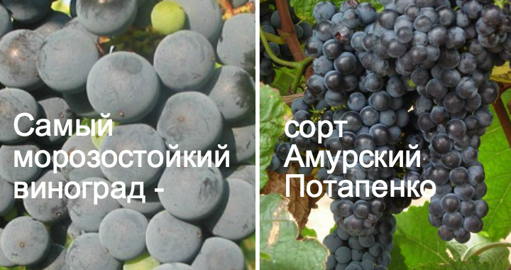 Виноград кишмиш черный потапенко: характеристики, описание сорта, фото, отзывы