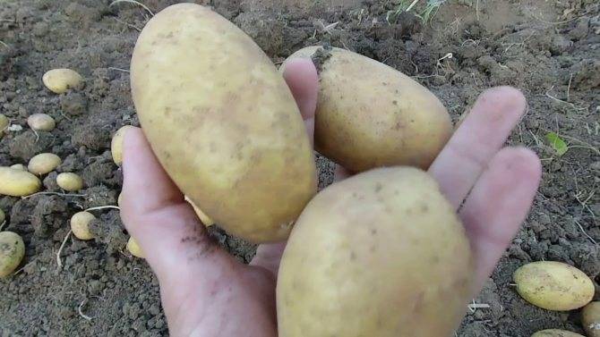 Картофель гранада: описание сорта, показатели урожайности, рекомендации по выращиванию и уходу