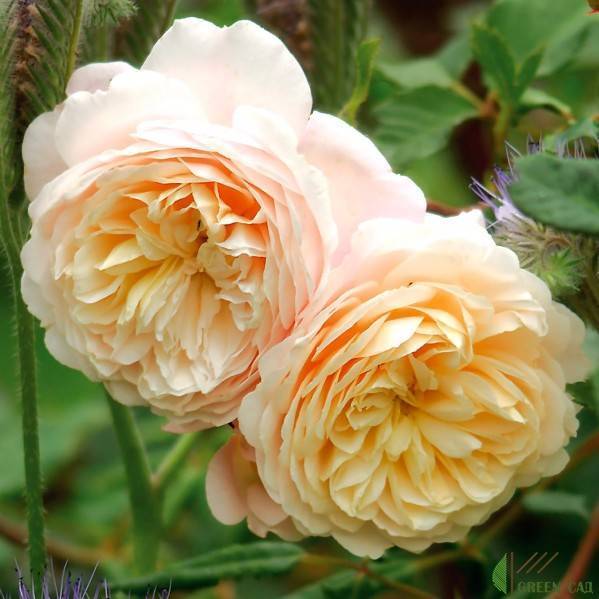 Роза крокус роуз: описание сорта и характеристики, правила посадки и ухода