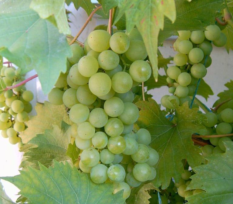 Виноград «дружба» — селекционный виноград двух стран