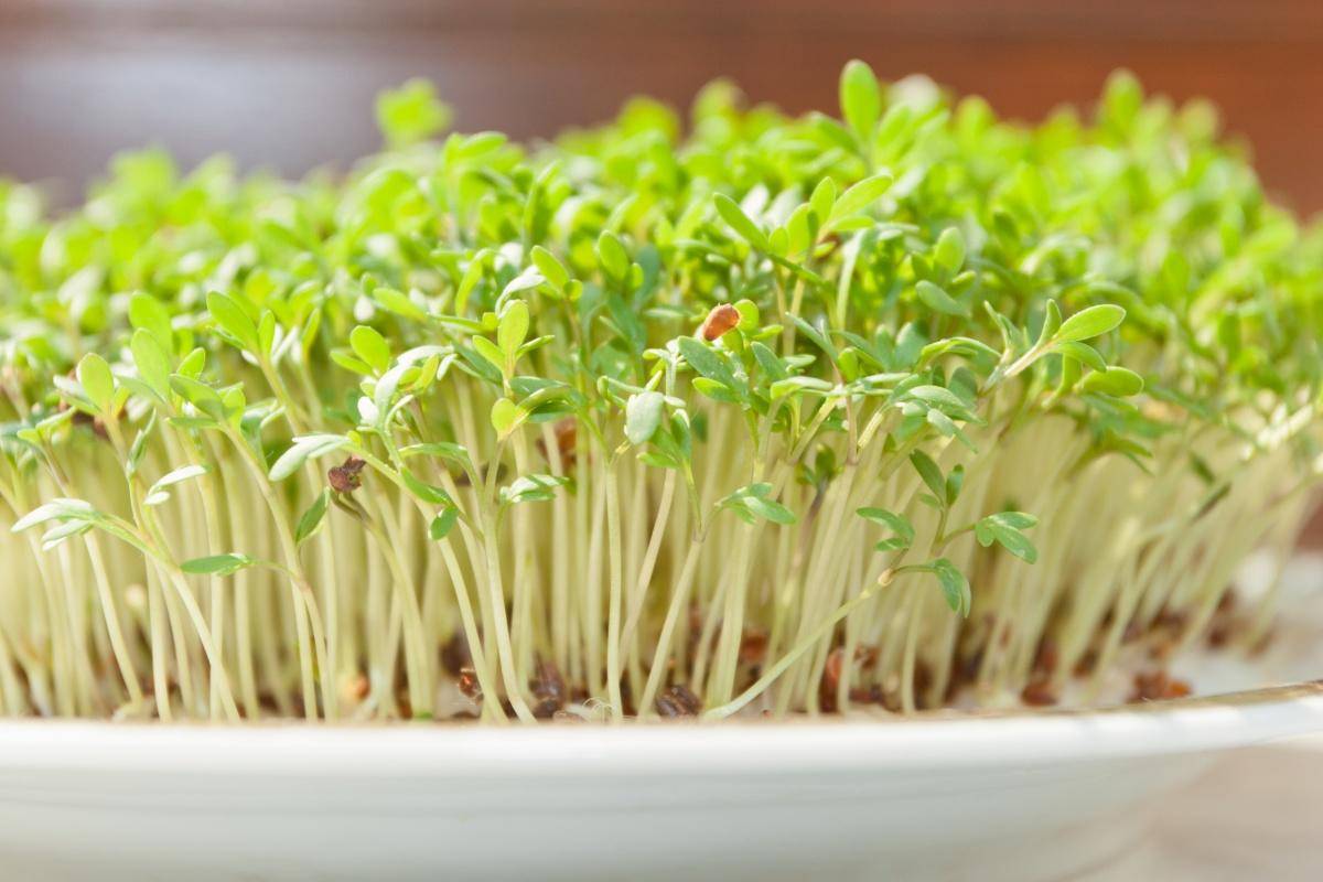Кресс-салат: выращивание на подоконнике из семян, без земли, на салфетках в домашних условиях зимой для начинающих