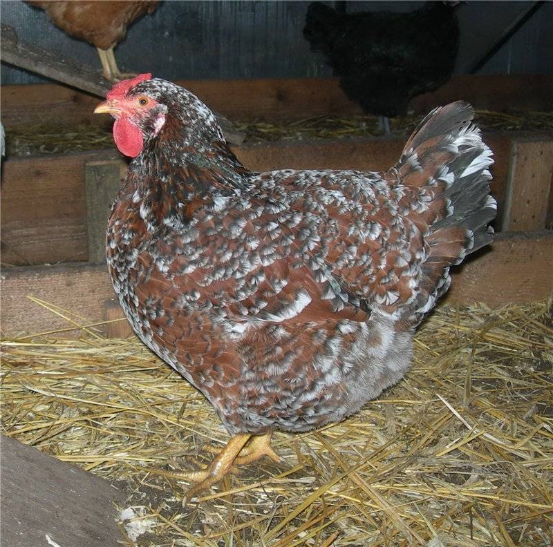 Орловская ситцевая порода кур: фото, описание, отзывы, содержание