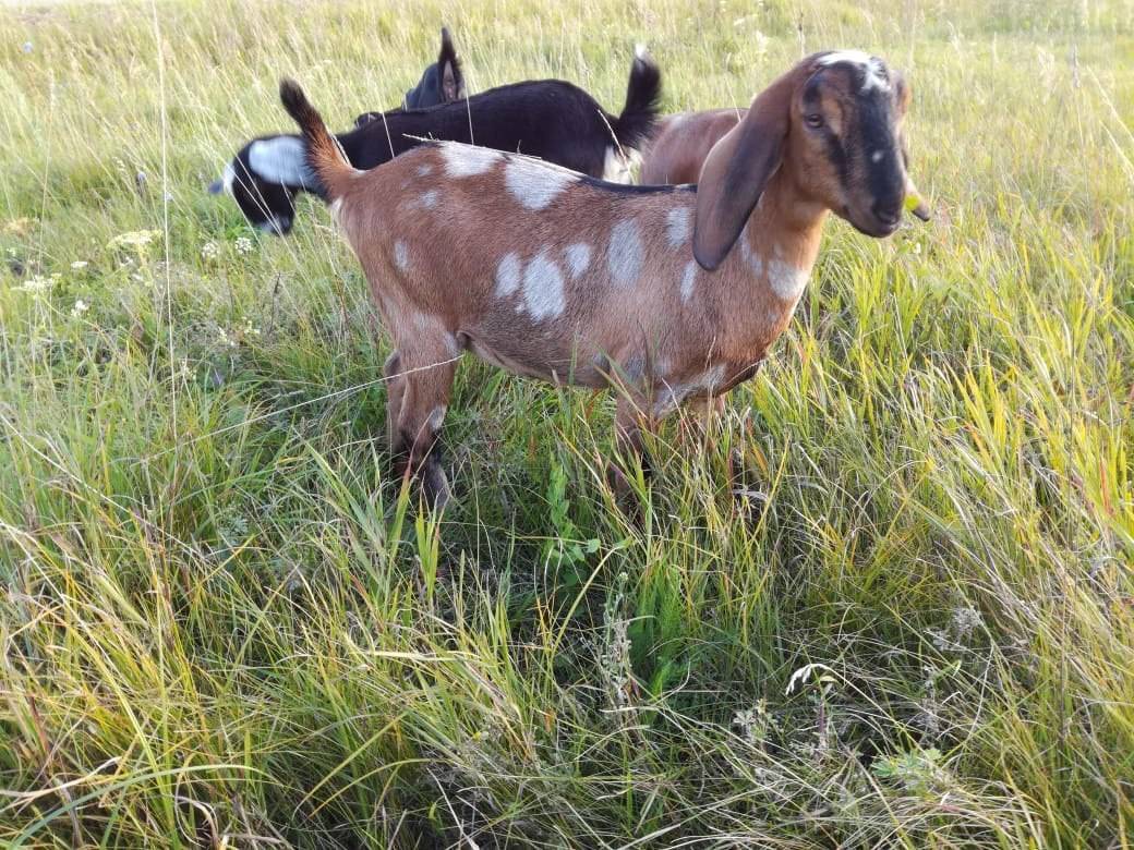 Нубийские козы: интересные факты о породе, ее характеристики и правила содержания