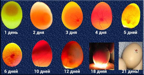 Овоскопирование куриных яиц: проверка зародышей для инкубации, выявление проблем