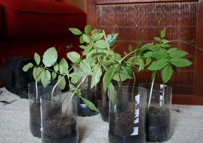 Кобея выращивание из семян в домашних условиях
