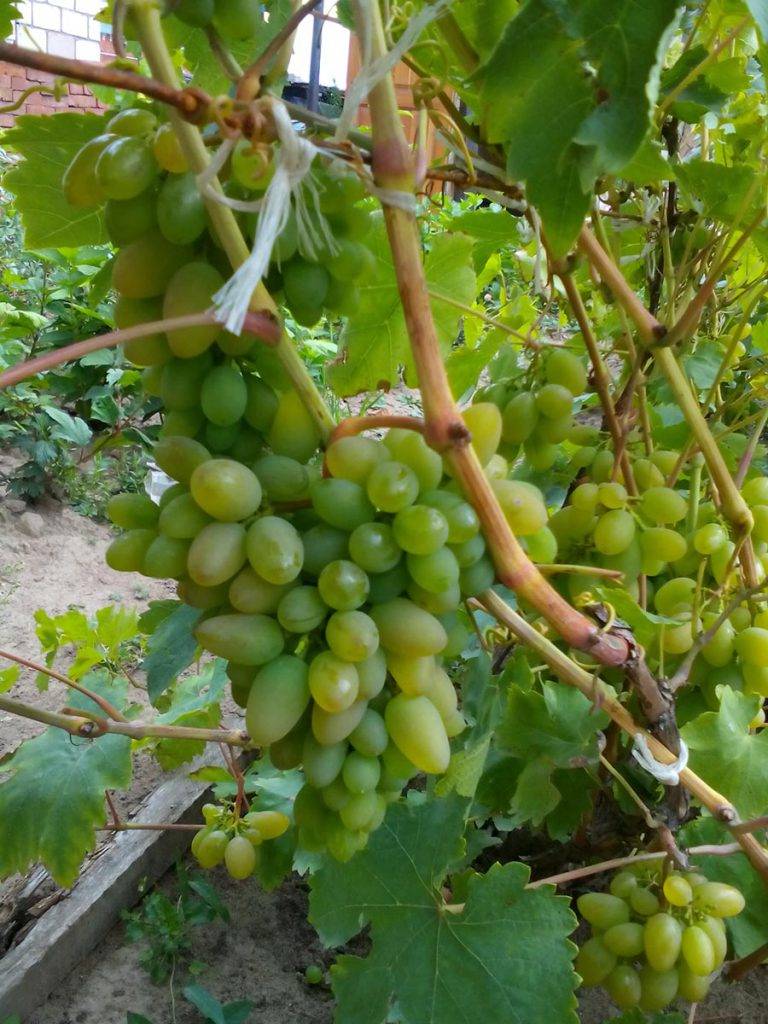 Виноград «элегант»: описание сорта, фото и отзывы. основные плюсы и минусы, срок хранения урожая, аналоги, характеристики и особенности выращивания в регионах