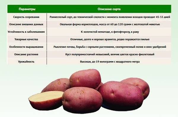 Агротехника выращивания картошки ред леди