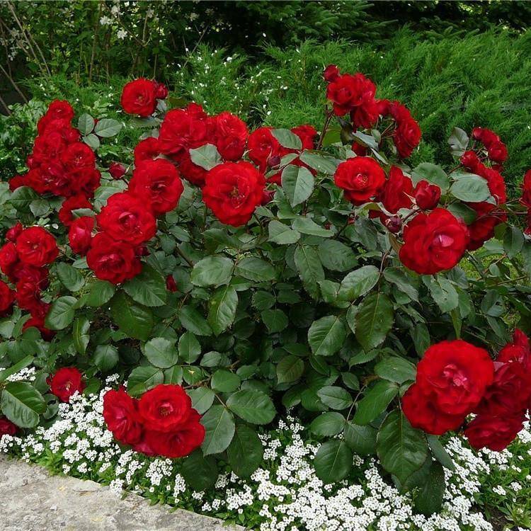 Роза никколо паганини: описание, посадка, уход, болезни и вредители
