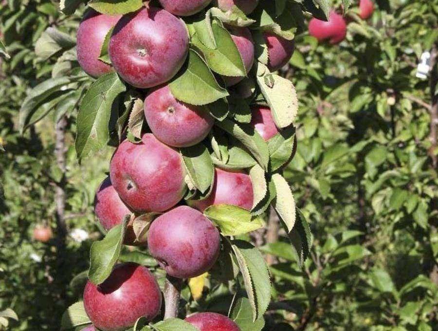 Сорта колоновидных яблонь ?: виды, лучшие сорта, описание с фото  | qlumba.com