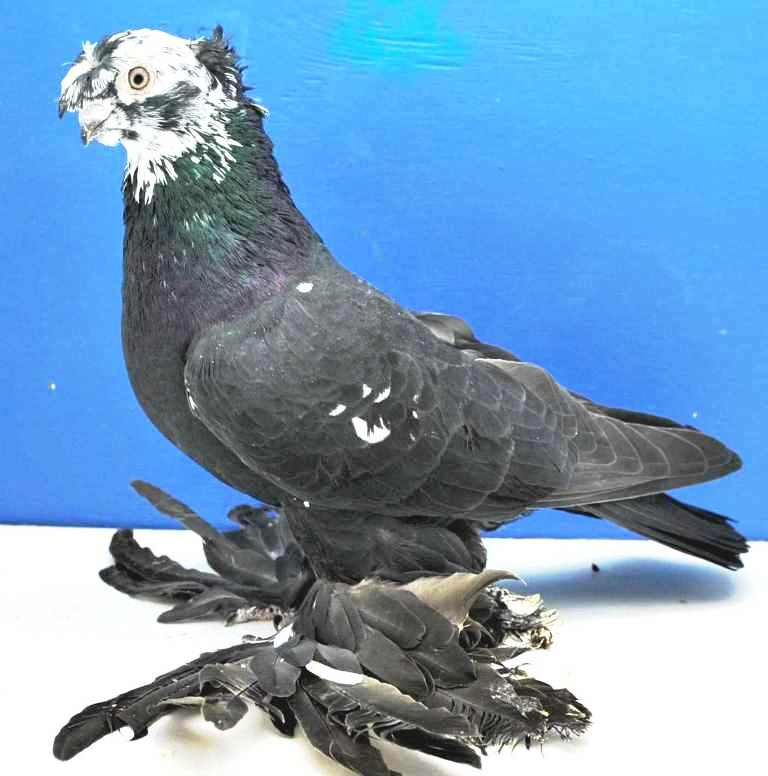Узбекские голуби: стандарты пород и особенности содержания