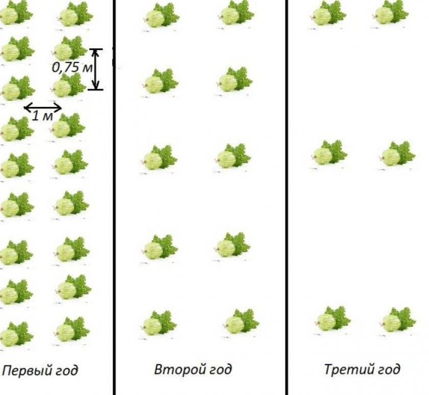На каком расстоянии сажать смородину друг от друга схема