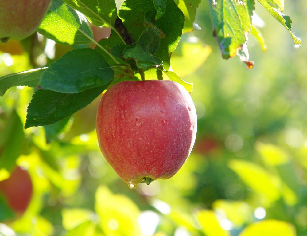 Вкусные плоды после привоя сортов яблони малиновки
