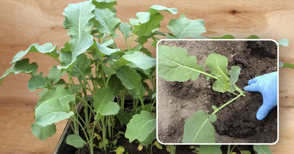 Выращивание брокколи в открытом грунте из семян: когда сажать на рассаду в 2021 году |