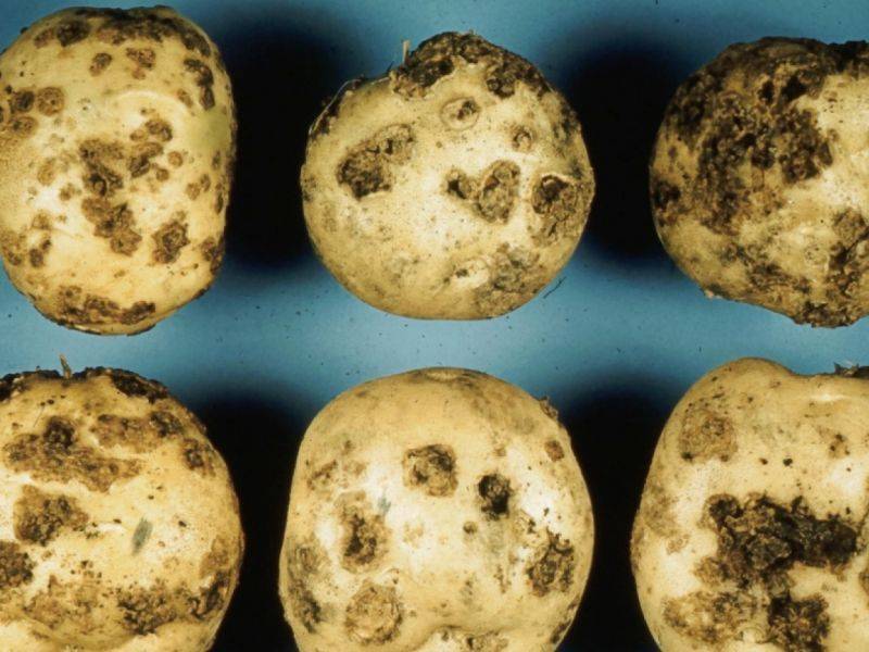 Заболевания клубней картофеля фото и название и описание
