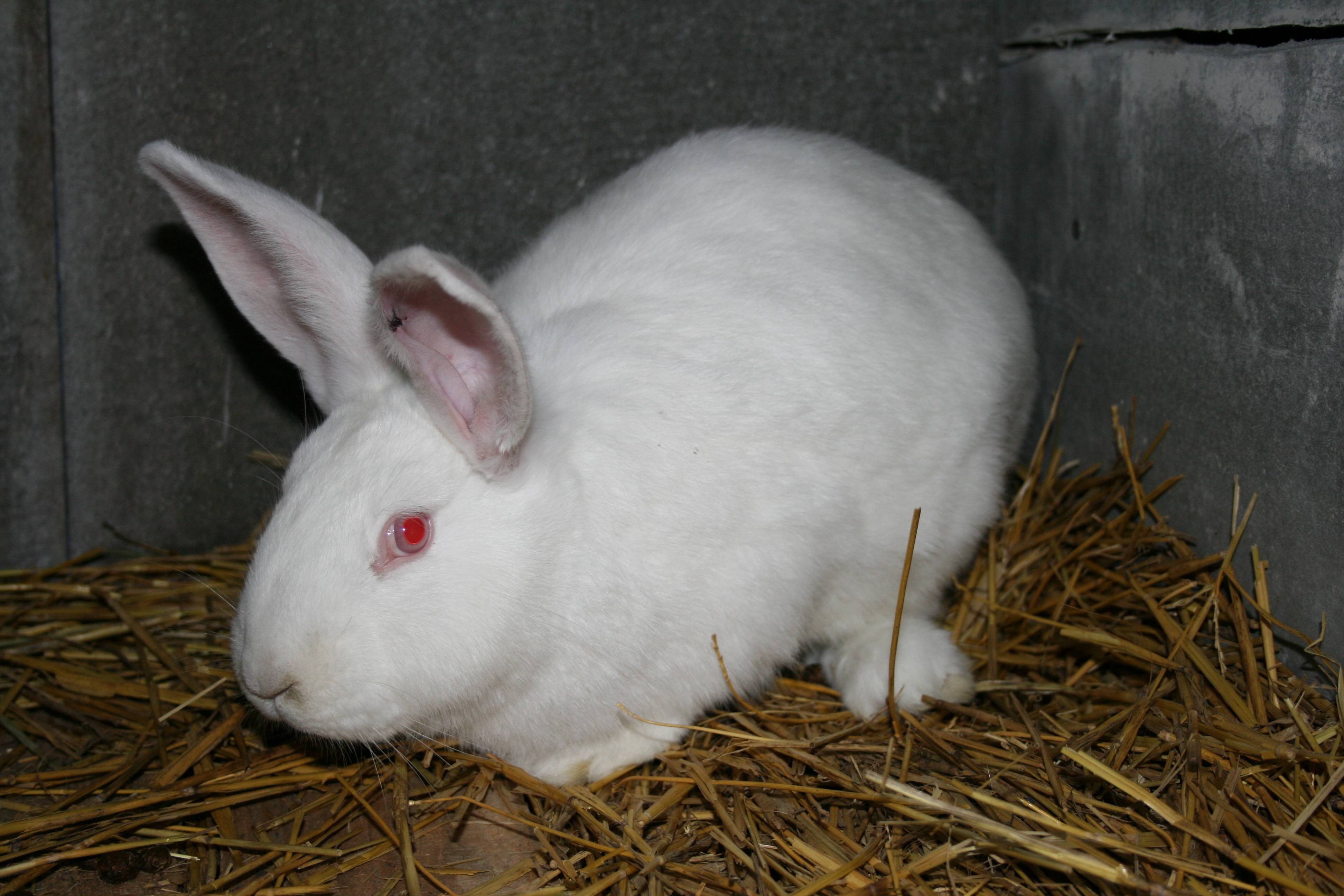 Кролик породы белый паннон: описание, характеристика, разведения и содержания в домашних условиях