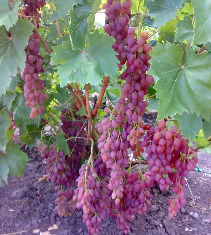 Виноград кишмиш лучистый – описание сорта, фото, отзывы