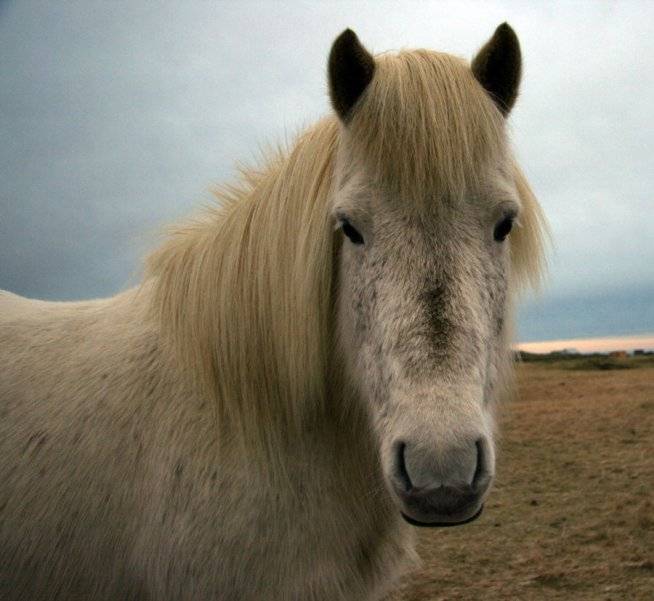 Исландская лошадь: история, характеристика породы, кормление и уход, разведение
