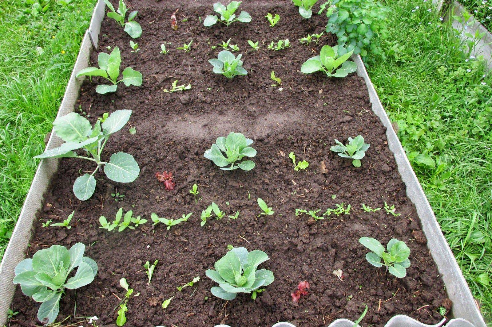 Выращивание цветной капусты — от посева семян до сбора урожая