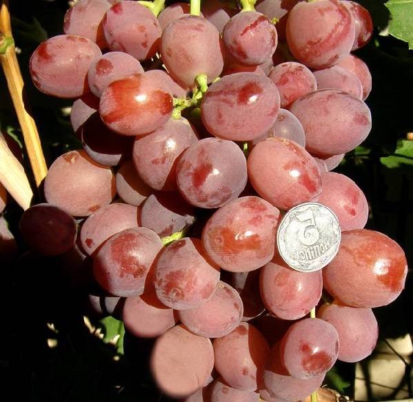 Виноград дюжина: фото, описание сорта