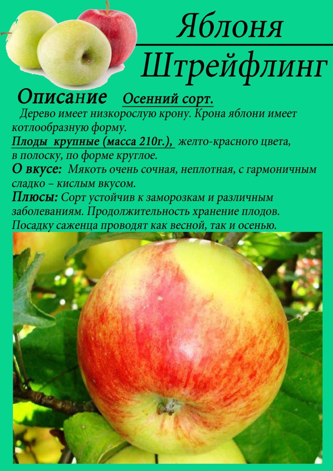 Описание сорта яблони штрифель (штрейфлинг): фото яблок, важные характеристики, урожайность с дерева
