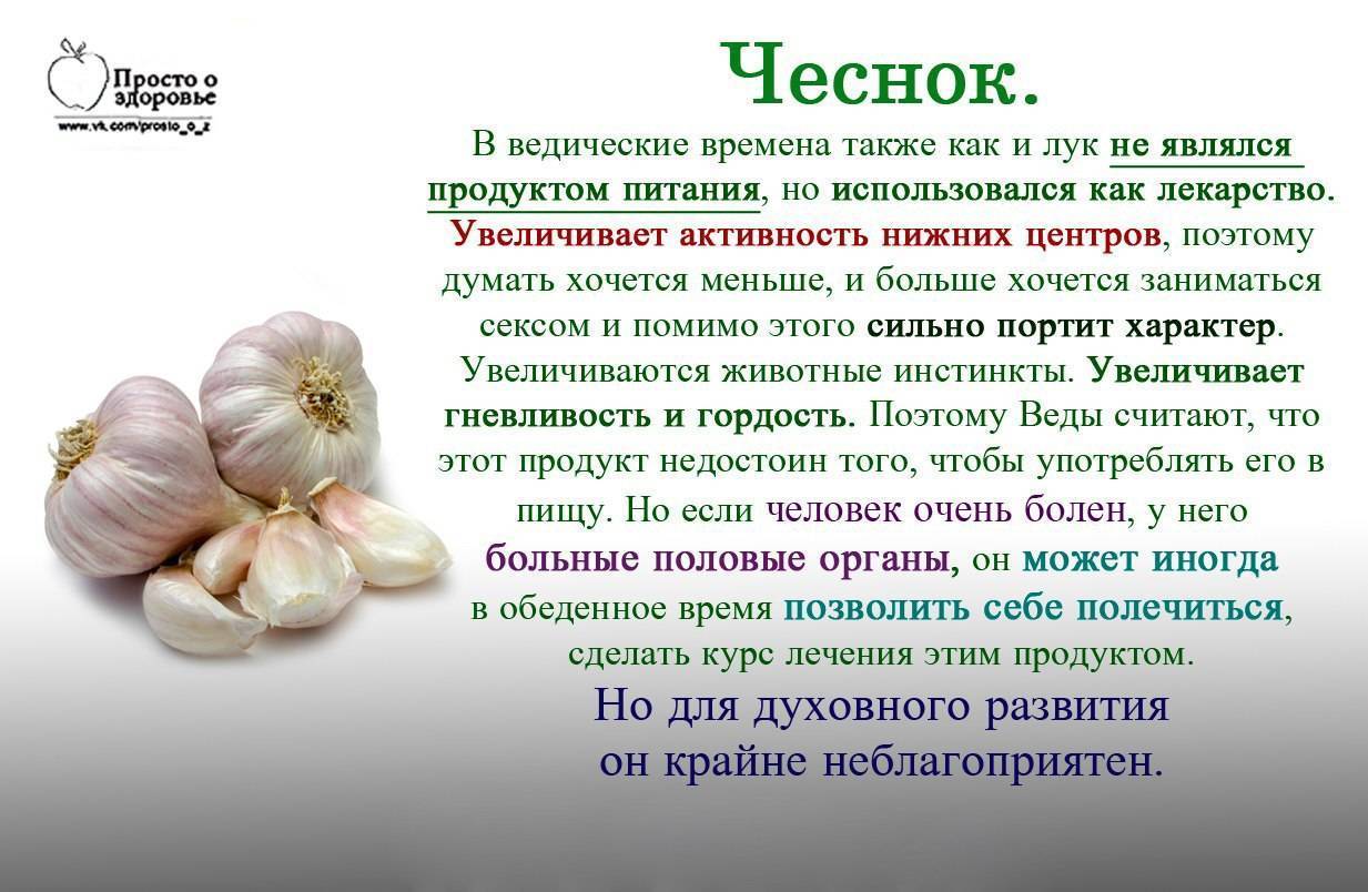 Чеснок зеленый (молодой) - его польза и вред, а также рецепты приготовления