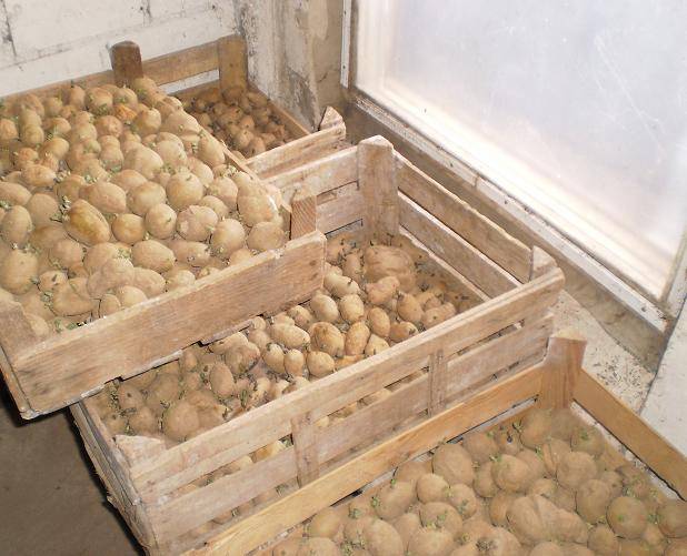 Секреты проращивания картофеля перед посадкой