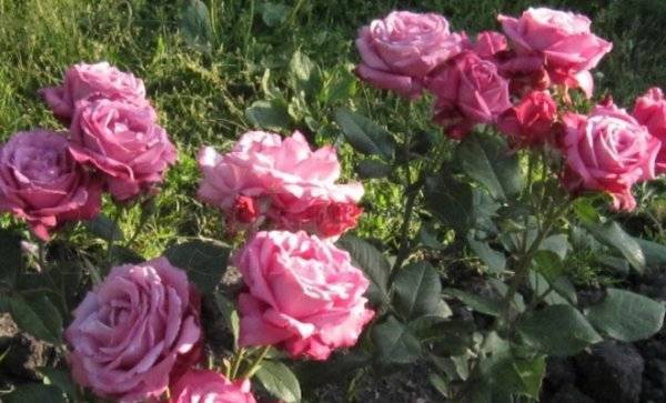 Голубая роза блю парфюм особенности выращивания - агро эксперт
