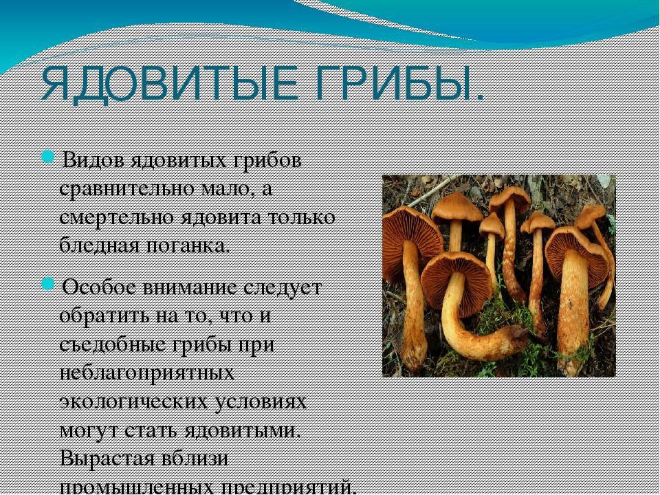 Сбор грибов в карелии