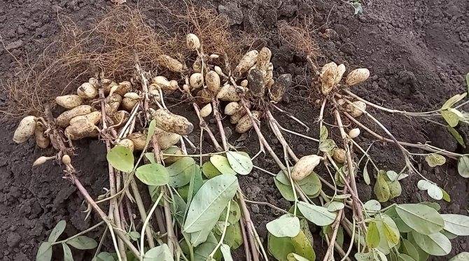 Орех макадамия — где растет и как выглядит в природе, чем полезен