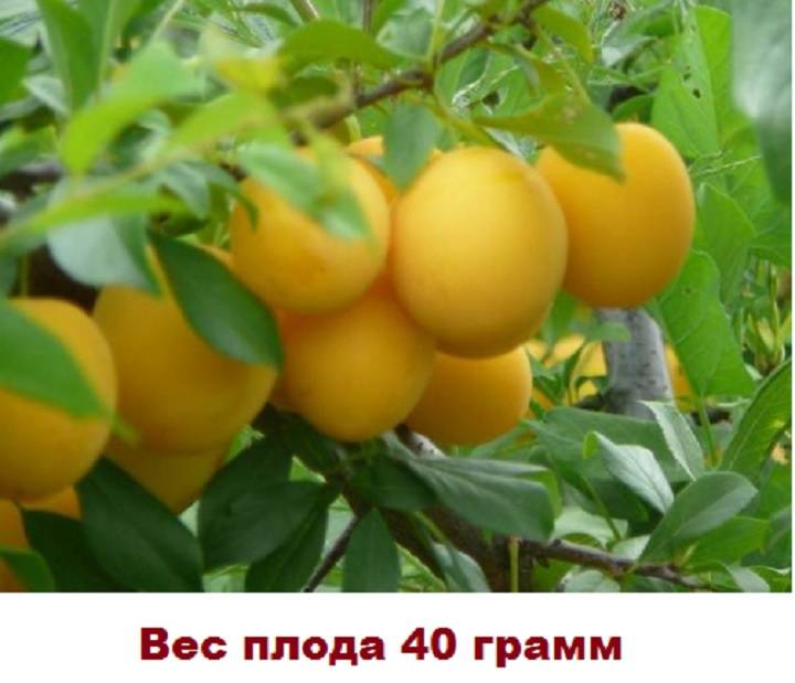 Лучшие сорта самоплодной алычи для разных регионов? wikiterra