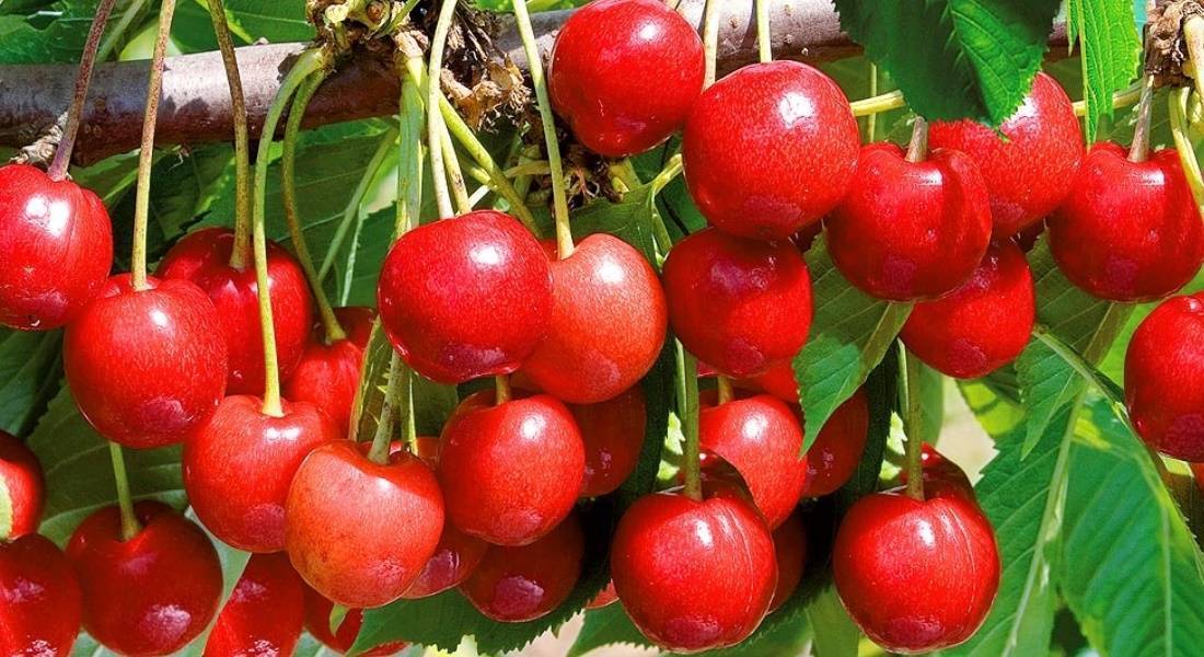 Черешня Брянская Желтая: описание сорта, фото, отзывы