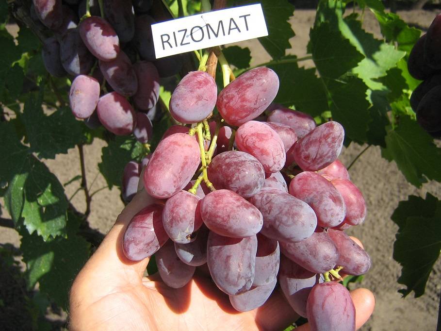 Виноград ризамат описание сорта фото