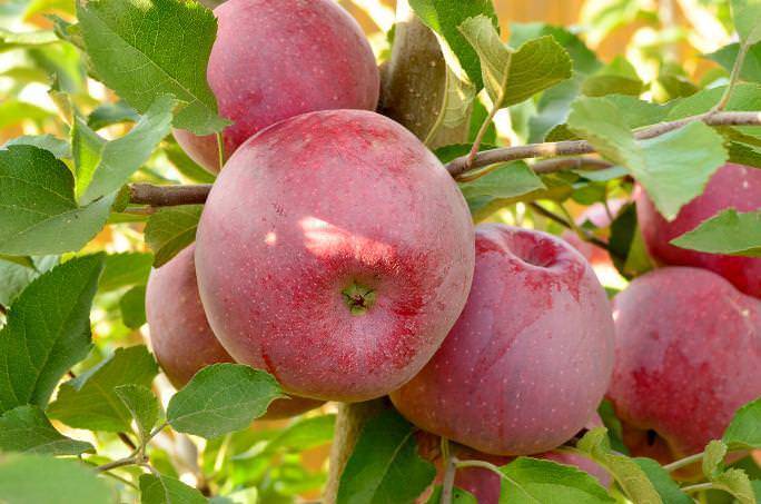 Яблоня баяна: описание сорта, фото, отзывы, посадка и морозостойкость