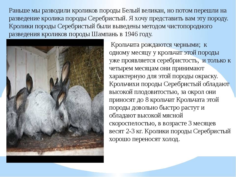 Особенности размножения кроликов: сроки спаривания особей, подготовка к летнему, зимнему окролу, выкармливание потомства