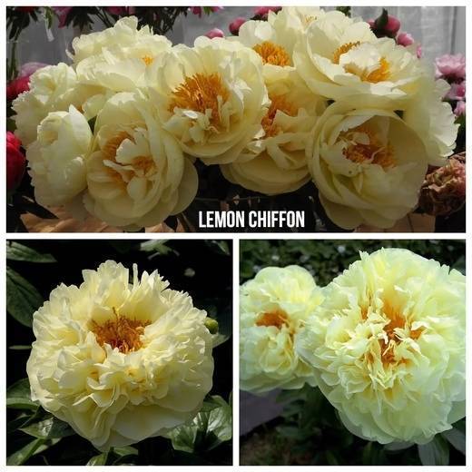 Пион лемон шиффон (paeonia lemon chiffon)