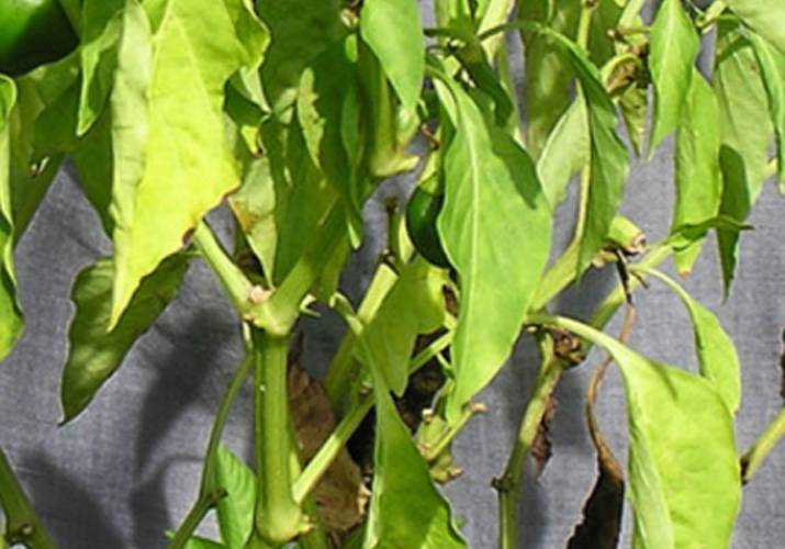 Желтеют и опадают листья у рассады перца: причины и меры борьбы