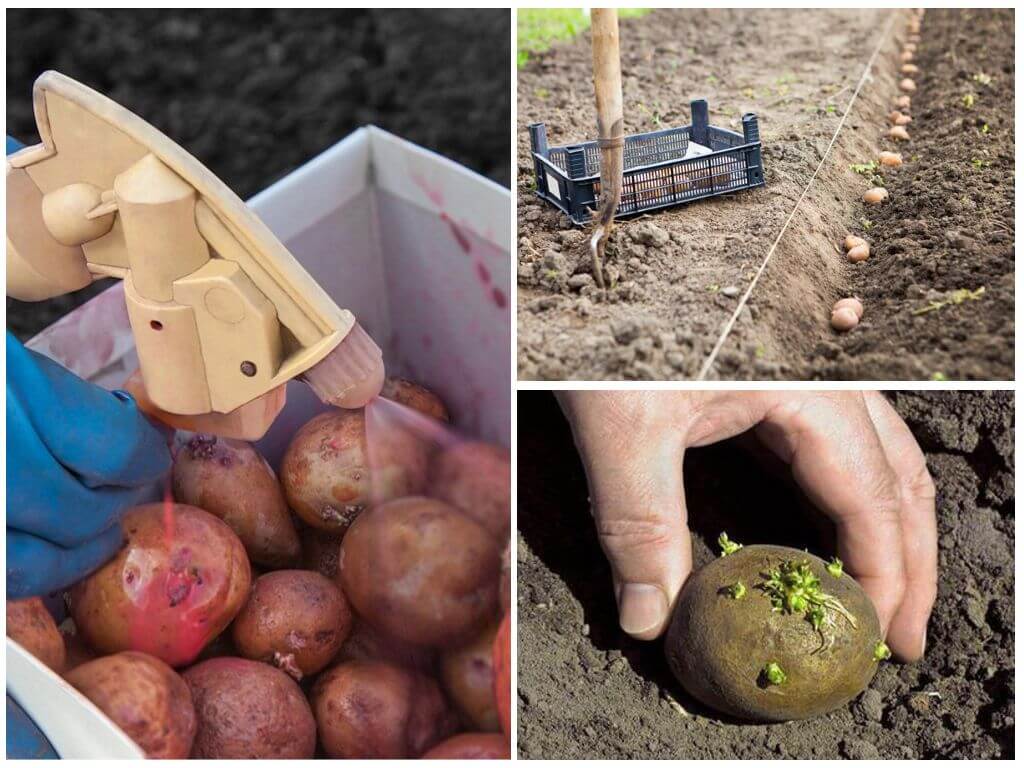 Средство от проволочника при посадке картофеля: как уберечь и чем обработать