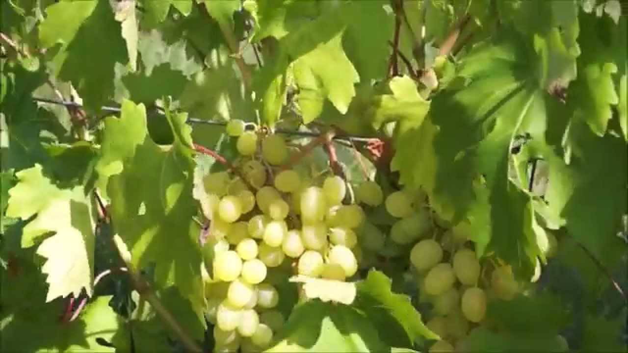 «августин» — один из лучших морозоустойчивых сортов винограда