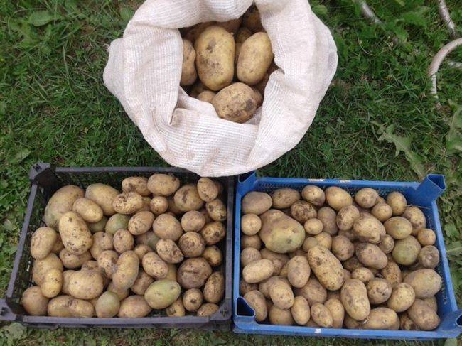 Картофель сорт банба: характеристика, вкусовые качества, сроки созревания урожая