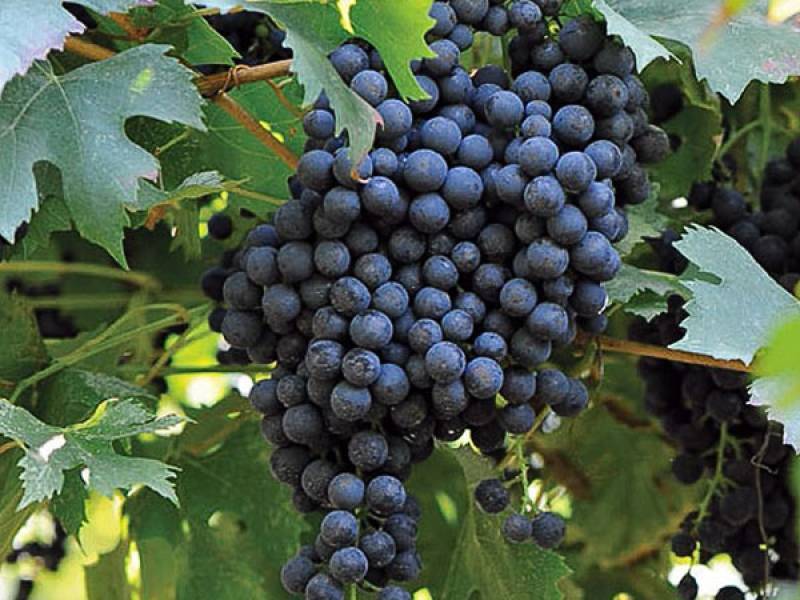 Виноград изабелла — описание сорта и его характеристики. посадка, уход и особенности обработки популярного виноградника (115 фото + видео)