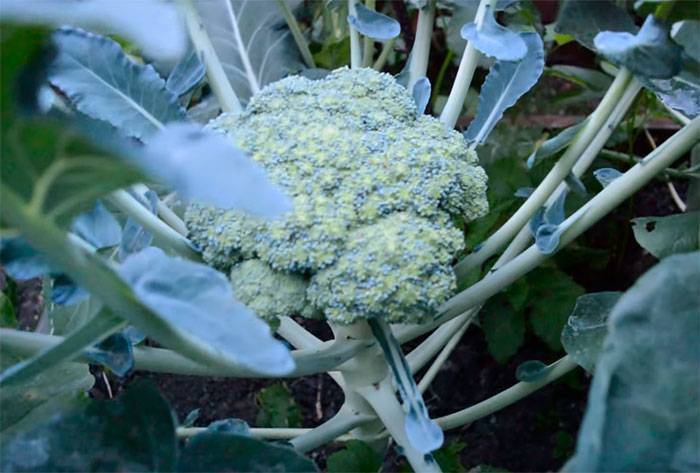 Выращивание брокколи в отрытом грунте: уход, полив, подкормки