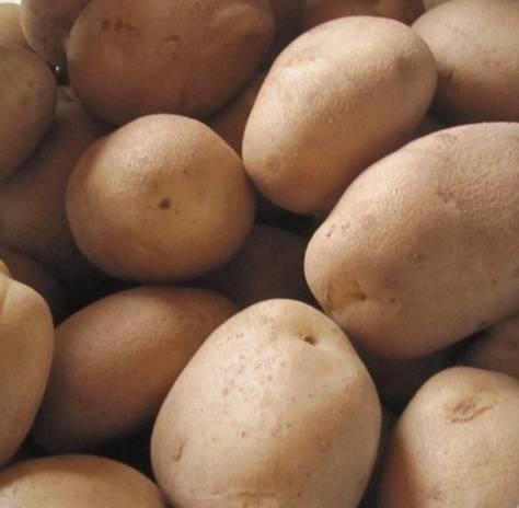 Преимущества сорта картофеля удача