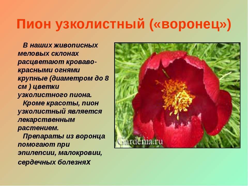 Цветы красной книги россии фото и описание