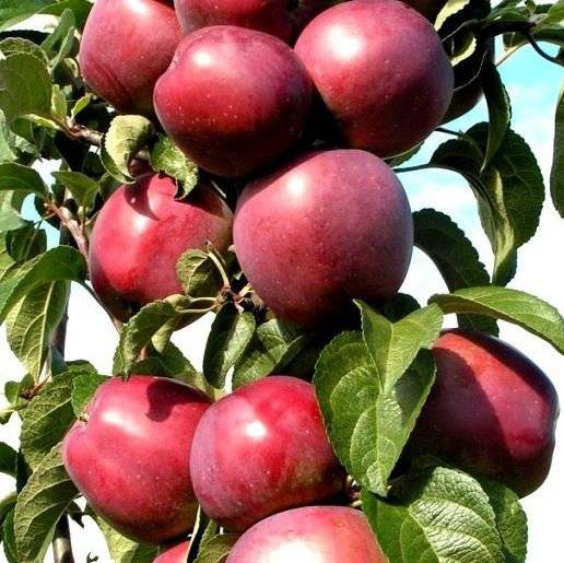 Сорт яблони васюган