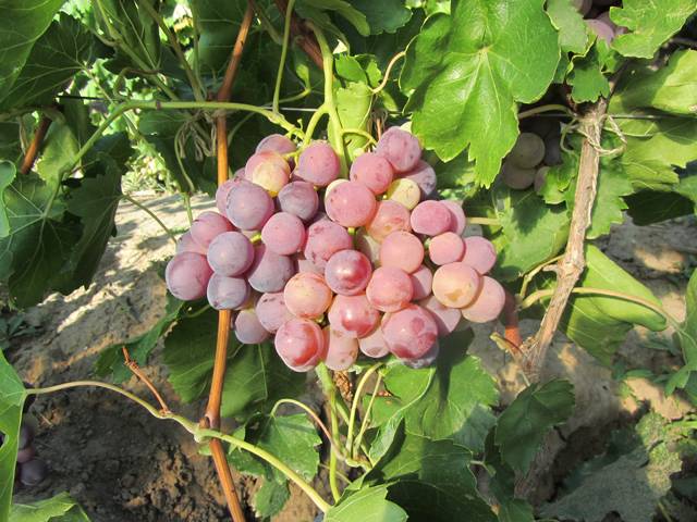Универсальный и вкусный виноград «краса балки»
