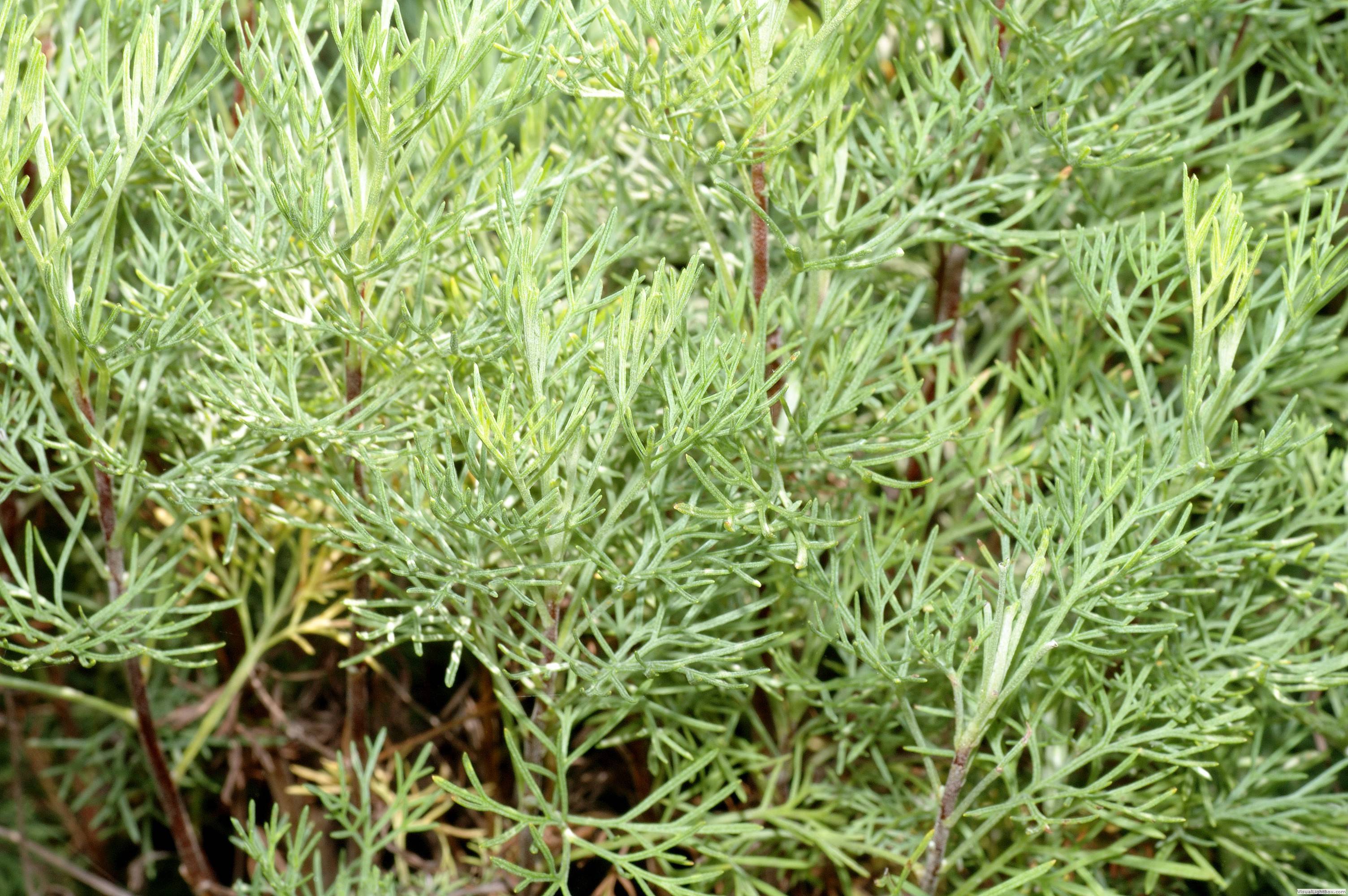 Полынь-абротан(Artemisia abrotanum).