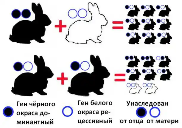 Как спариваются кролики схема