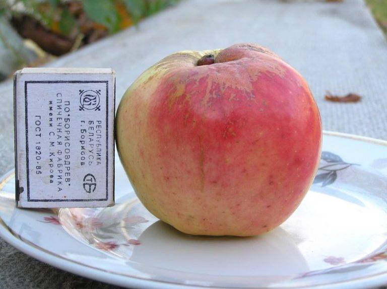 Яблоня богатырь: описание сорта, выращивание, отзывы, фото