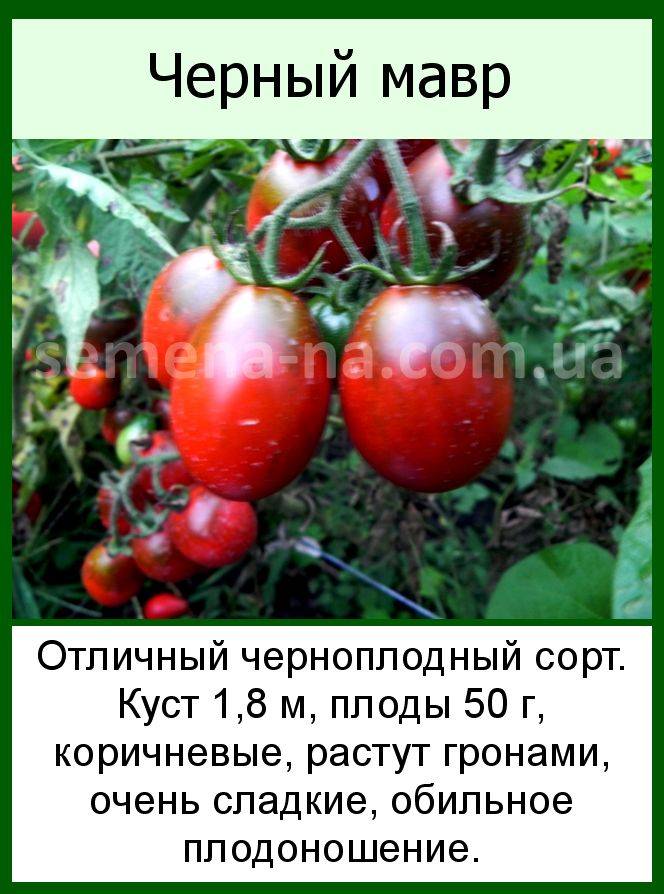 Сорт томата «черный мавр» - описание, фото, отзывы